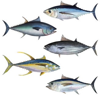 Assorted tuna species