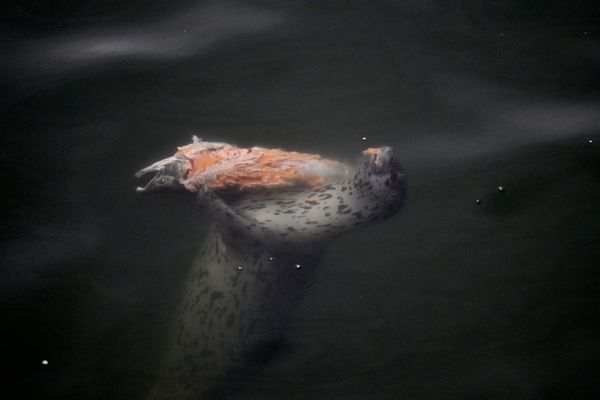 Seal with Coho Salmon thumbnail