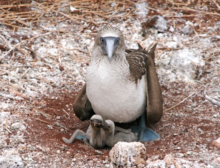 Blue Footed Booby And Chicks Smithsonian Photo Contest Smithsonian Magazine