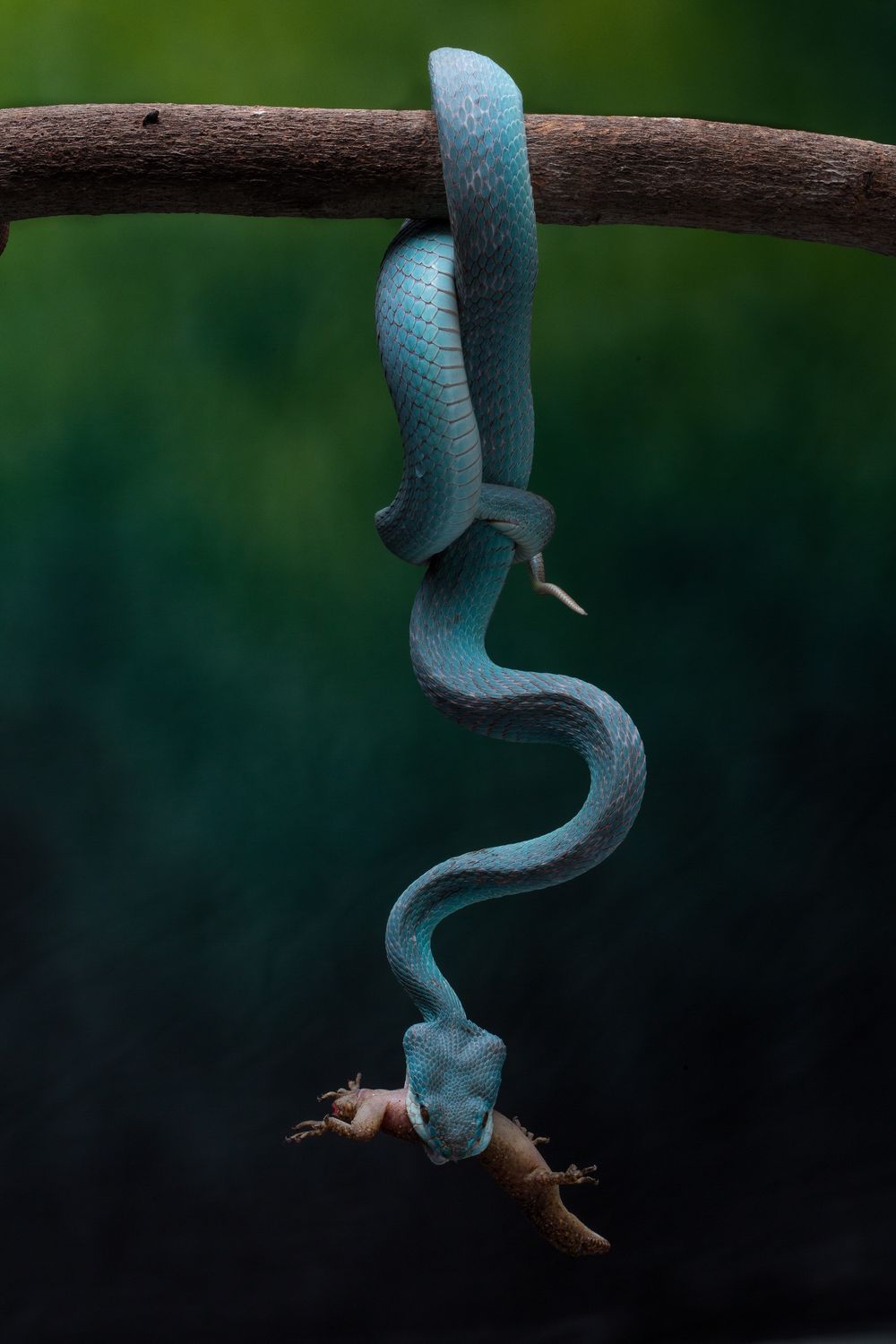 Beware the impossibly fascinating blue viper. This really is a ‘look but don’t touch’ situation, because as visually beautiful as that blue viper is, it’s not the kind of creature you want to mess with.