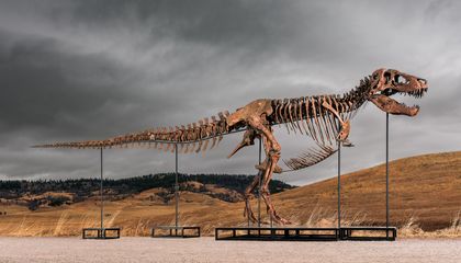 Szkielet T. Rexa „Gus" wystawiony na aukcję za min. 19 mln dol. – naukowcy zaniepokojeni