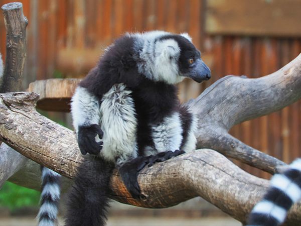 Lemur resting on the tree thumbnail