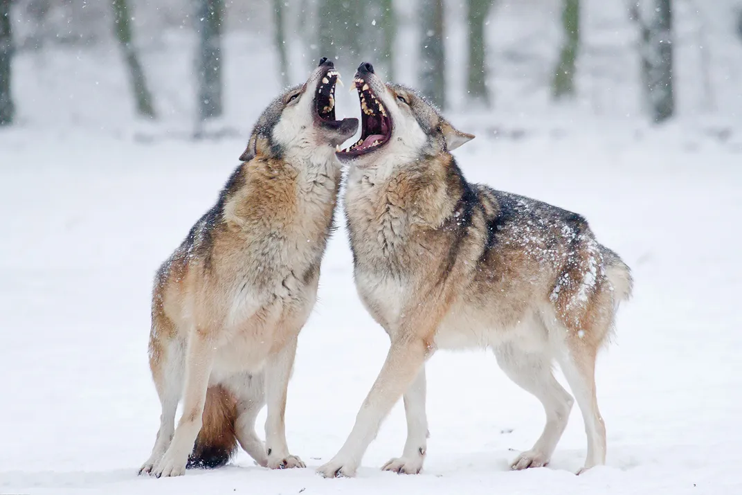 European Gray Wolves in Winter