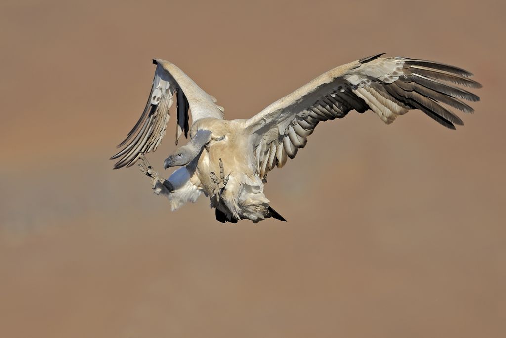 vulture