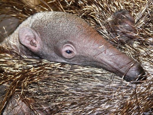 baby-anteater-11.jpg