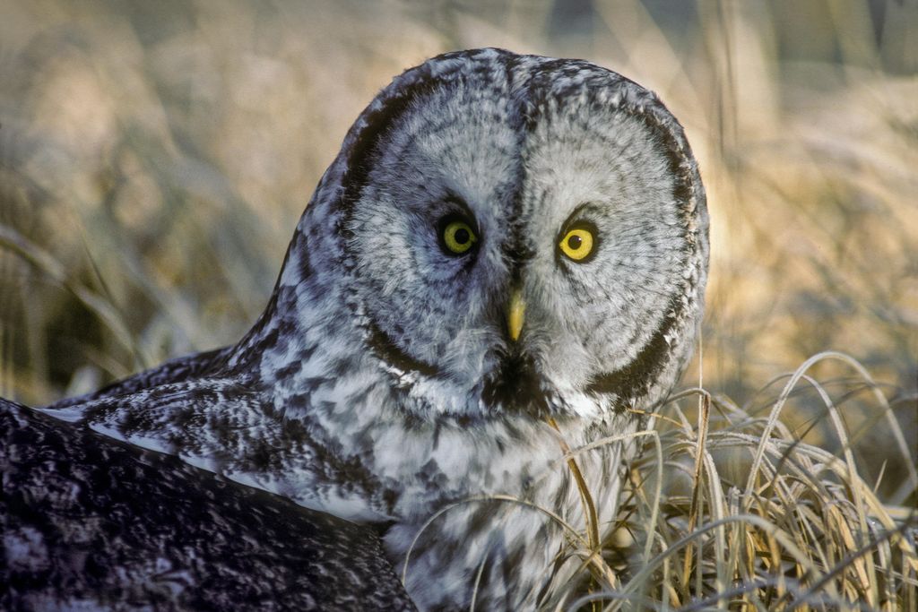 gray owl