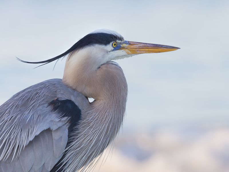 Portrait of great blue heron in nuptial plumage | Smithsonian Photo ...