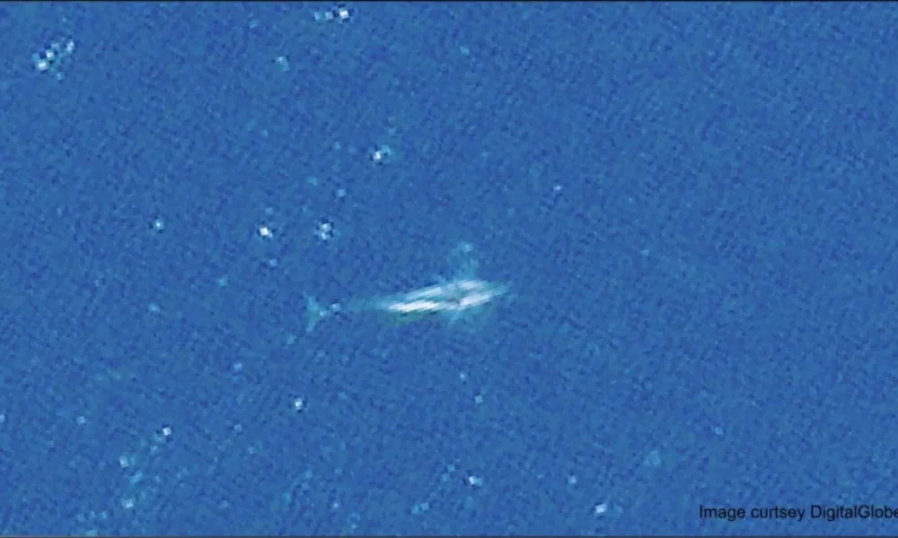 Whale From Space