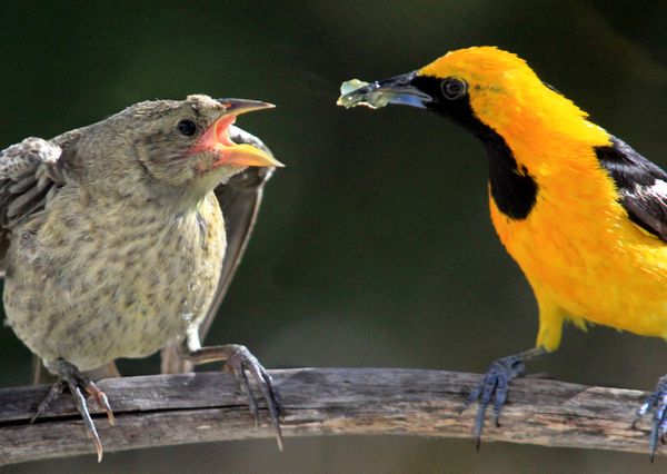 Oriole - Feeding the Young thumbnail