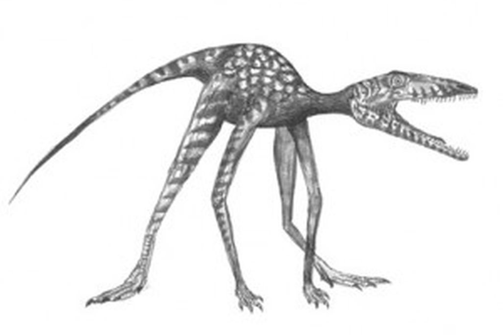 20110520083242Prorotodactylus-300x215.jpg
