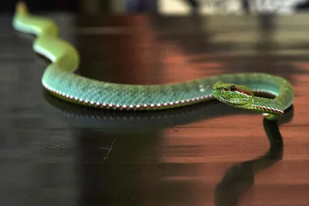 Pope’s pit viper, a venomous species that lives across Southeast Asia. Someone who is allergic to one type of snake is likely allergic to many types because their venoms have a similar composition.