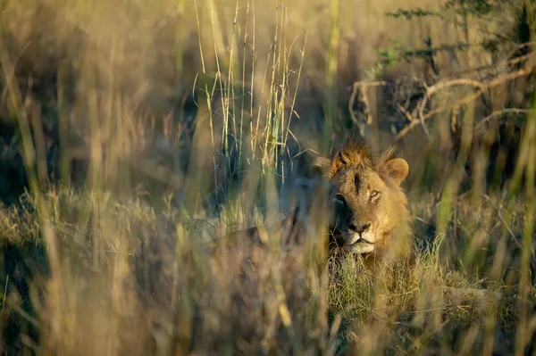Lion At Sunrise thumbnail