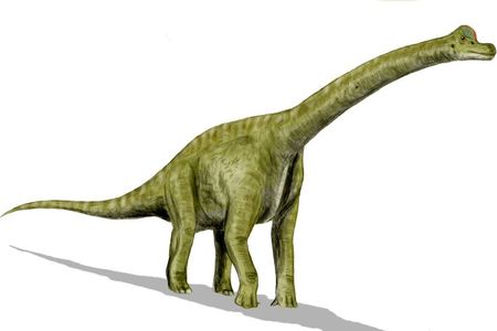 Sauropodomorphs are a group of massive, long-necked dinosaurs that are the largest dinosaurs and land animals that ever lived, and later evolved into Brachiosaurus and Apatosaurus.