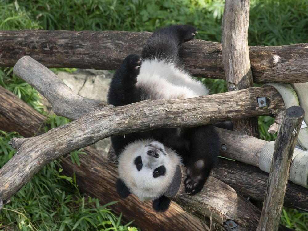 Giant panda Xiao Qi Ji upside-down in a hammock