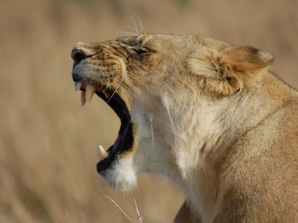 Out on safari, this tired lion lets out a big yawn after an early morning hunt.