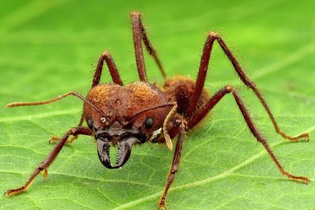 Heavy metal-fortified mandibles help leafcutter ants save energy and muscle mass.