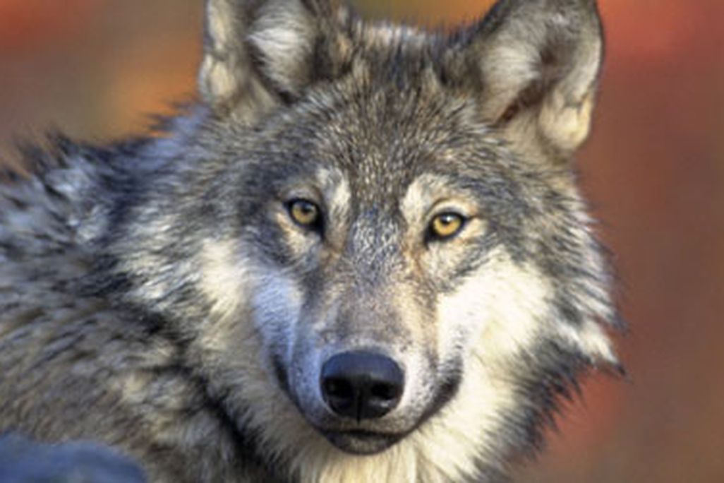 wolf-howls-small.jpg