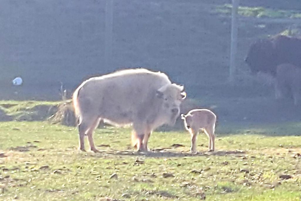 White buffalo standing next to small white bison calf