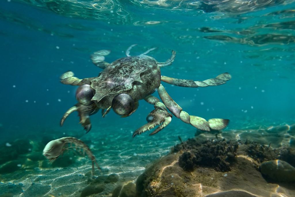 An artist representation of what the ancient predator, Callichimaera perplexa, may look like. The crab has large black beady eyes.