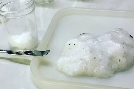 The researchers retrieved frog foam from the forests of Trinidad and brought it back to their lab after removing the eggs, hatching them and returning the tadpoles to the wild.