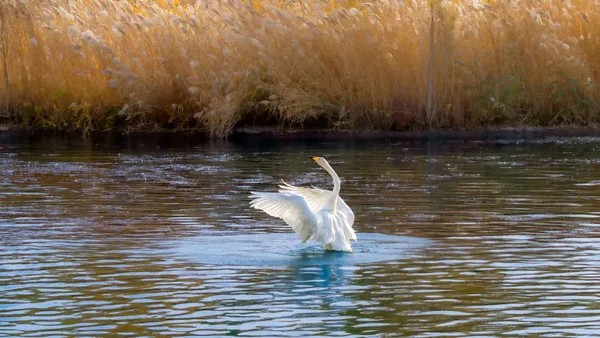 Swan frolicking in water thumbnail