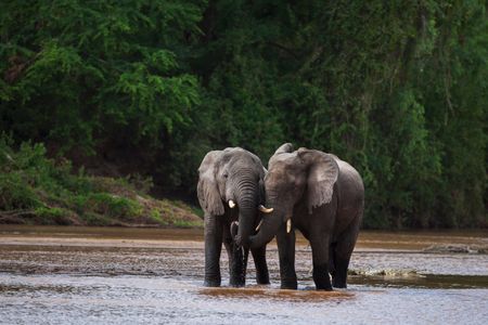Elephants in Kenya's Tana River, Morgan's home territory