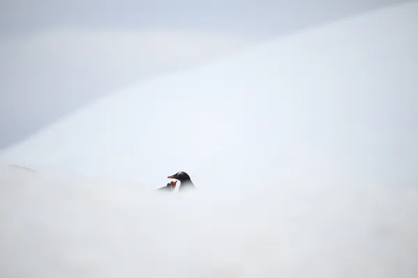 Two gentoo penguins in snow thumbnail