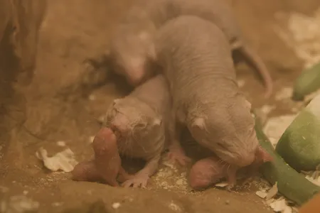 The "Game of Thrones'" Red Wedding has nothing on naked mole-rats