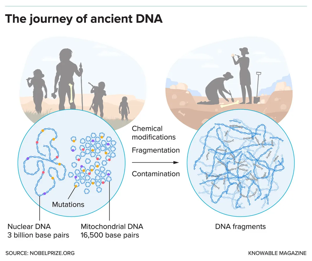 Journey of Ancient DNA Graphic