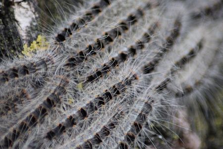 Each caterpillar of the oak processionary moth have about 62,000 hairs that contain a protein called thaumetopoein, which causes rashes, asthma attacks and vomiting. 
