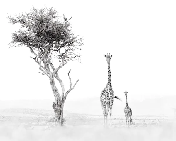 Diminution: 2 giraffes and a tree in diminishing height thumbnail
