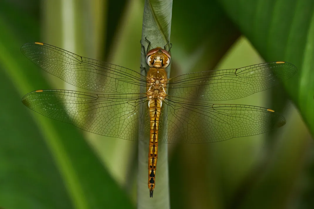 Globe Skimmer Dragonfly 