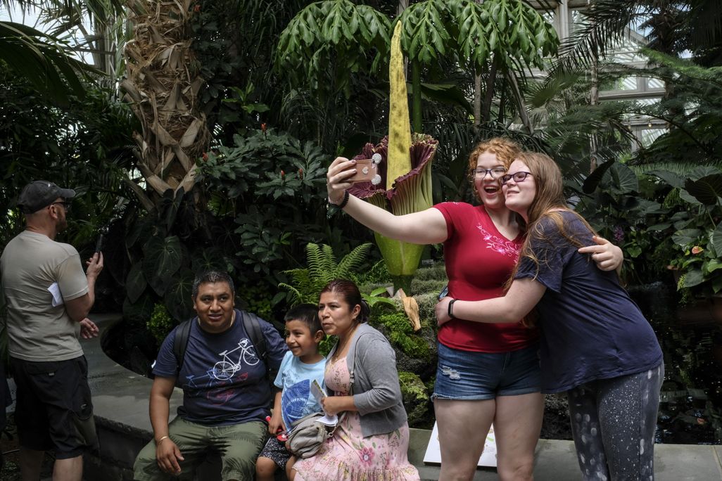 People taking selfie in front of corpse flowers