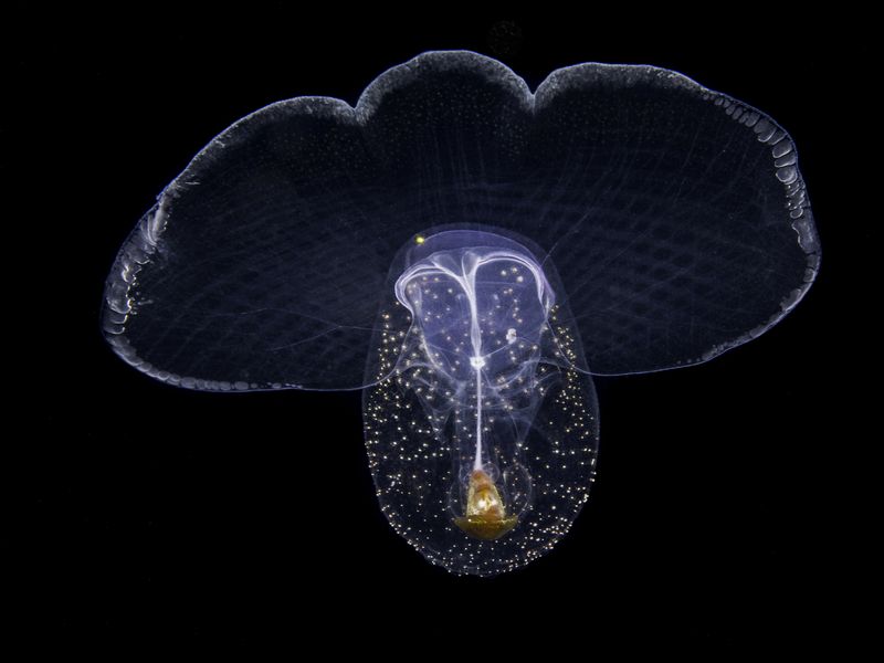 Sea Butterfly Smithsonian Photo Contest Smithsonian Magazine