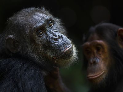 Chimpanzees engage in social grooming in Gombe National Park.