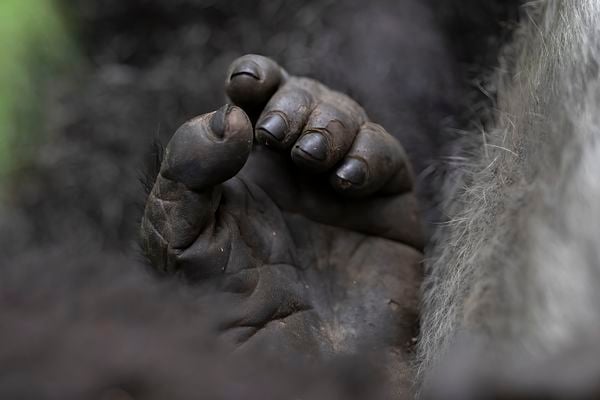 Closeup shot of a gorilla hand thumbnail