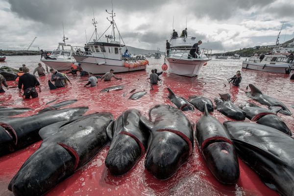 Grindadráp thumbnail