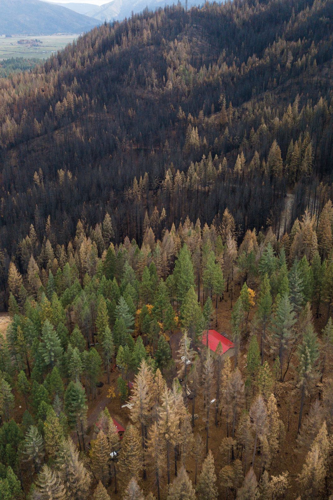 The green, surviving trees around the house mark the area where Greef, working with a cooperative, had conducted an underburn.