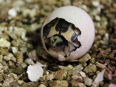 This second hatchling is even more notable for the emergency efforts that the animal keepers took to keep it alive.