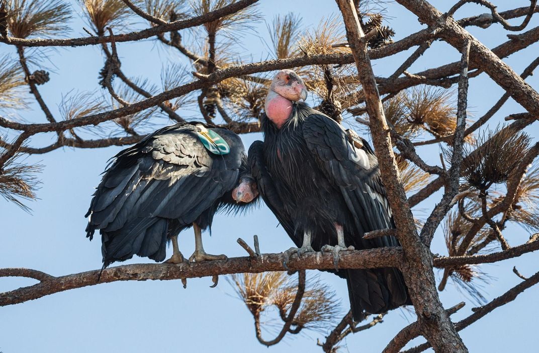 A pair of adult males