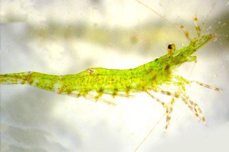 The little shrimp turn green to blend in with the seaweed meadows they call home. 
