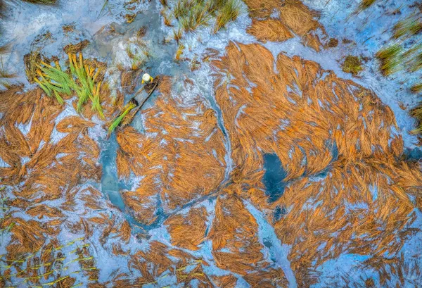 Grass Harvest thumbnail