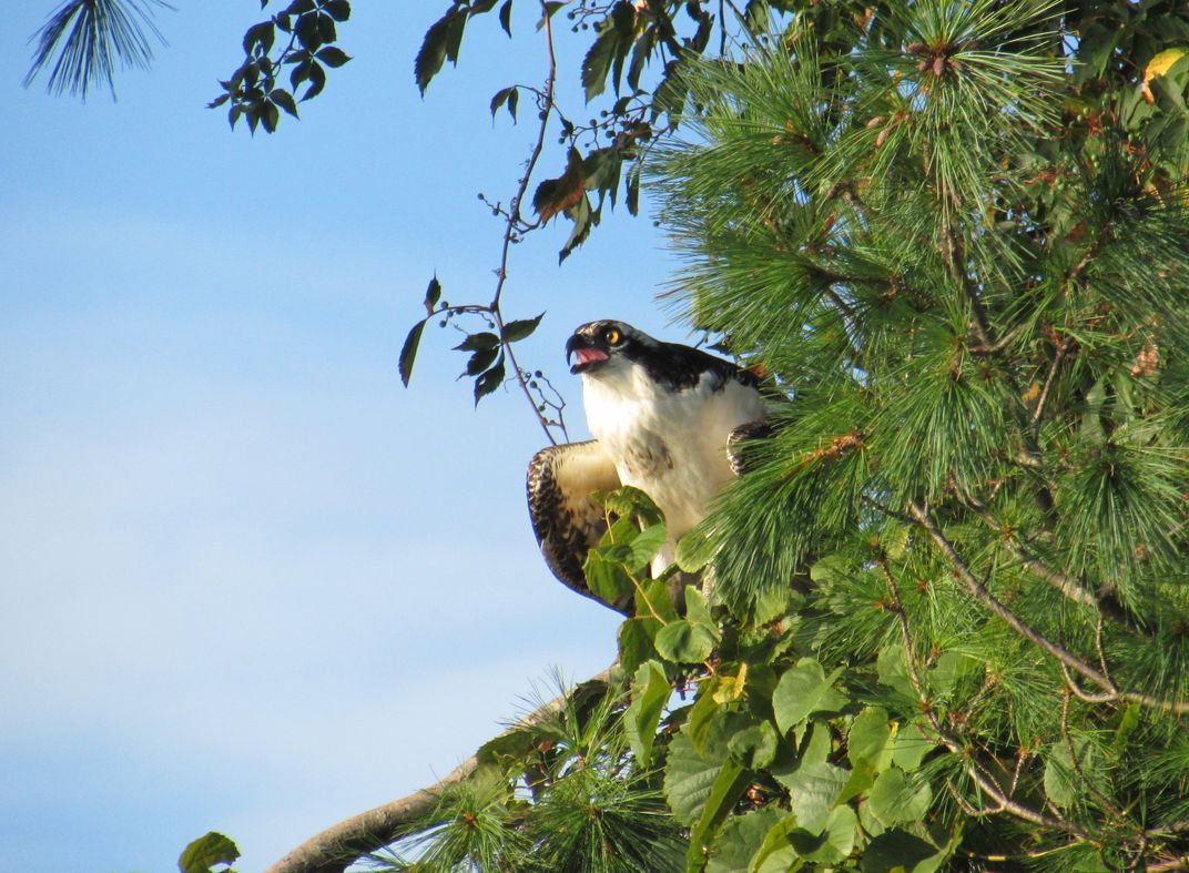 An alert osprey in Annapolis, Maryland Smithsonian Photo Contest