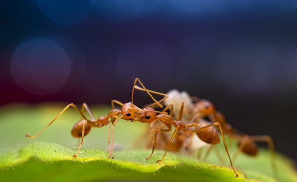 Two ants are taking care of their eggs thumbnail