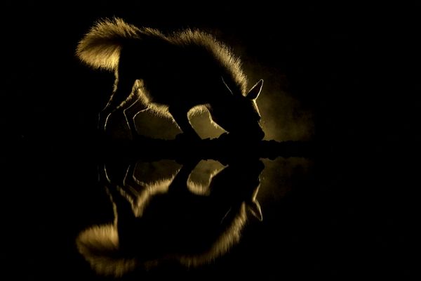 Hyena at waterhole thumbnail