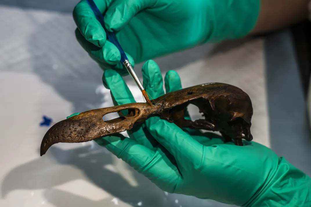 bird skull