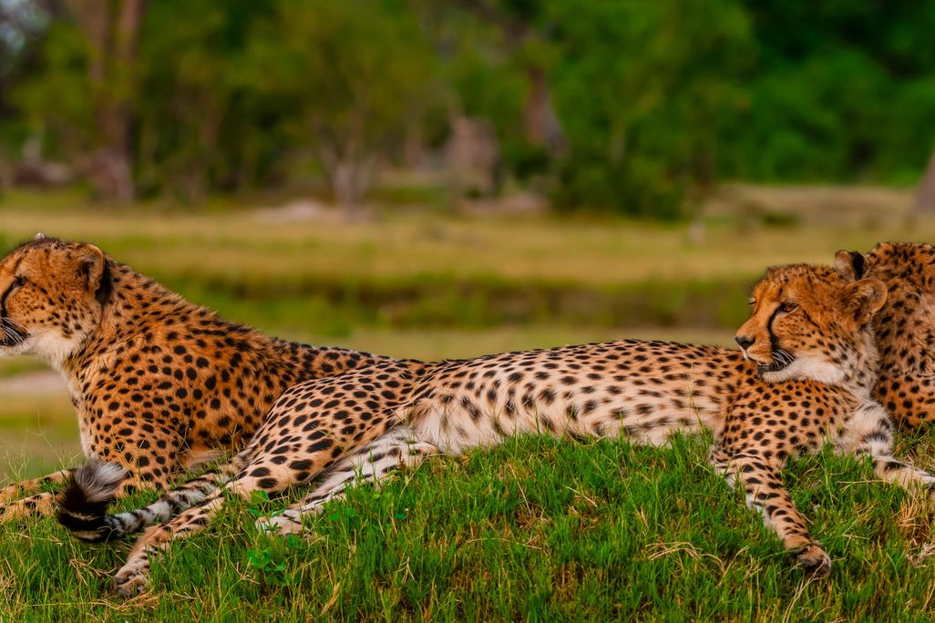 cheetahs