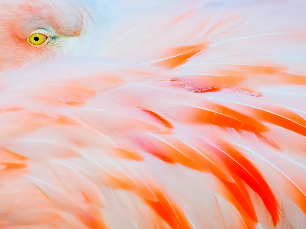 Flamingo