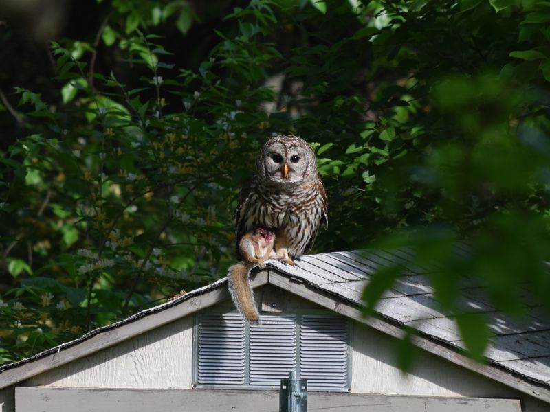 Owl eating a squirrel Smithsonian Photo Contest Smithsonian Magazine