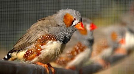 Captive zebra finches